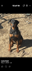 Lost Male Dog last seen Margaret, Philadelphia, PA 19152