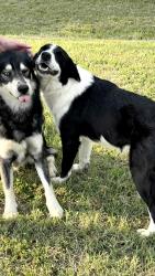Found/Stray Male Dog last seen FM 47 2 miles south of 243, FM 47, TX 75169