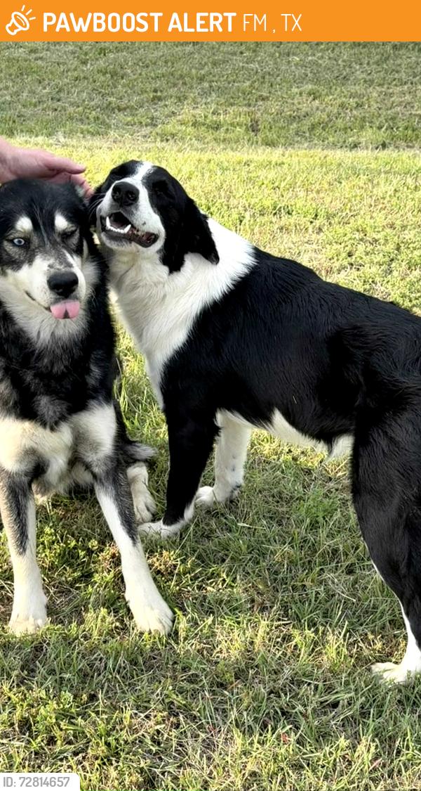 Found/Stray Male Dog last seen FM 47 2 miles south of 243, FM 47, TX 75169