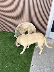 Found/Stray Male Dog last seen Atlantic and 4th Street, Long Beach, CA 90802