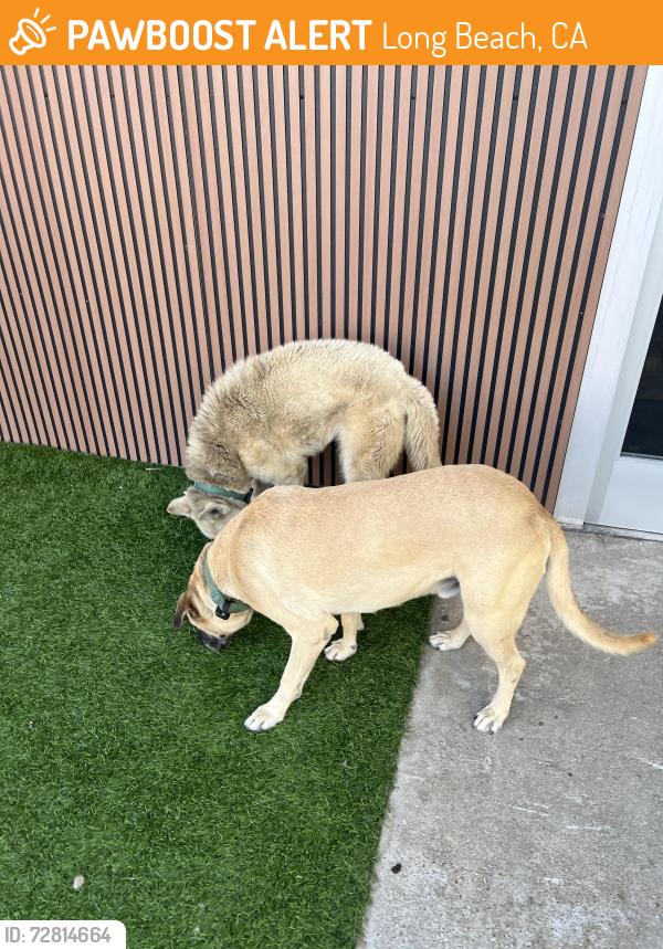 Found/Stray Male Dog last seen Atlantic and 4th Street, Long Beach, CA 90802