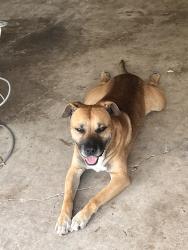 Found/Stray Male Dog last seen FM 469 and New Hope, Collin County, TX 75071