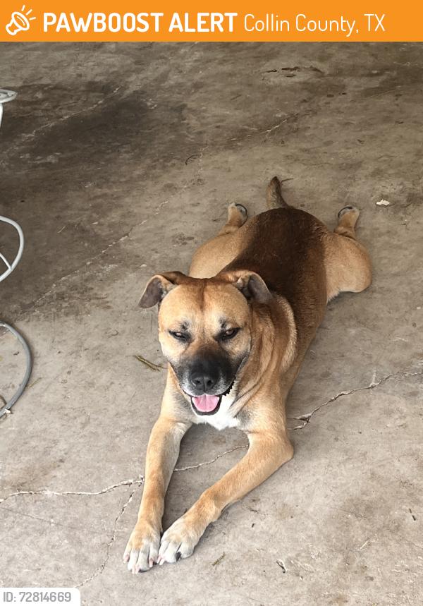 Found/Stray Male Dog last seen FM 469 and New Hope, Collin County, TX 75071