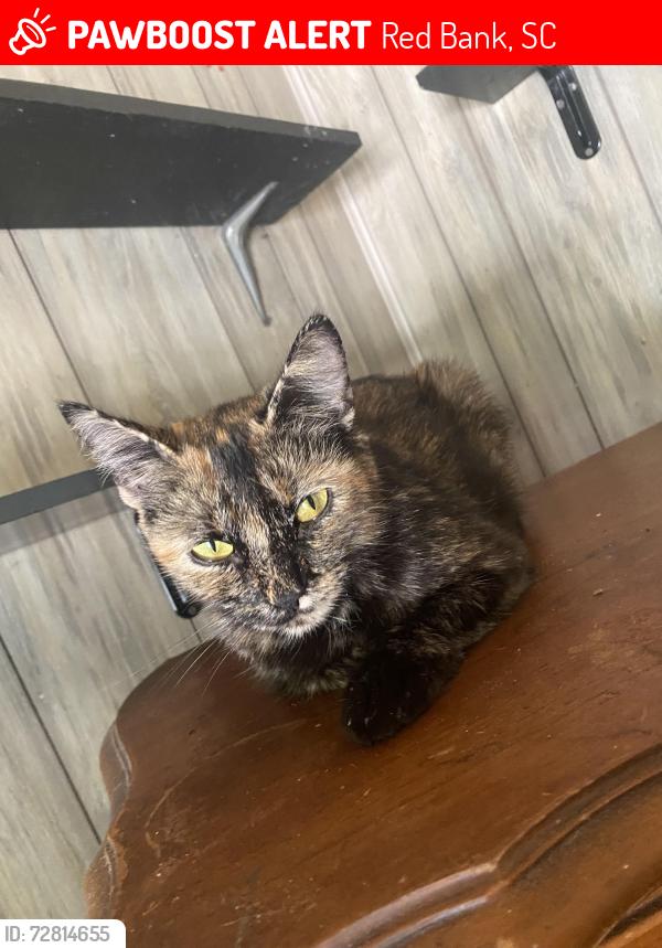 Lost Female Cat last seen Near west main, Red Bank, SC 29073