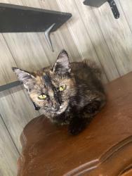 Lost Female Cat last seen Near west main, Red Bank, SC 29073