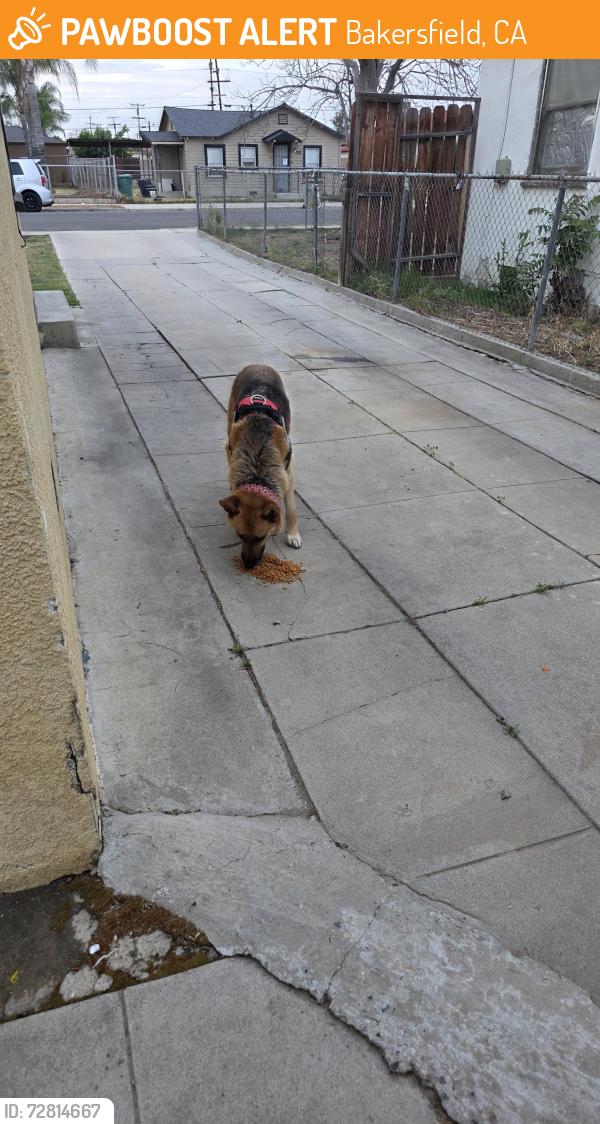 Found/Stray Female Dog last seen Wilson and oildale , Bakersfield, CA 93308
