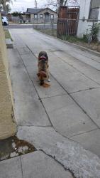 Found/Stray Female Dog last seen Wilson and oildale , Bakersfield, CA 93308