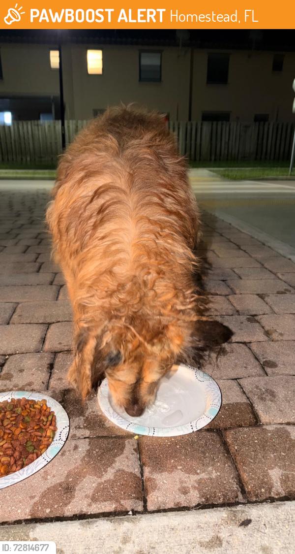 Found/Stray Female Dog last seen Artesa by lennar, Homestead, FL 33032