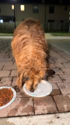 Found/Stray Female Dog last seen Artesa by lennar, Homestead, FL 33032