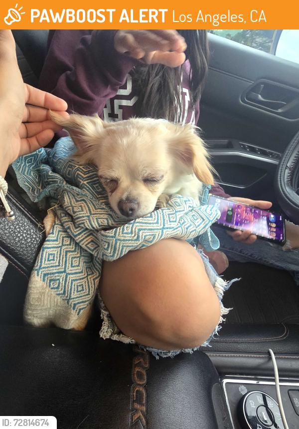 Found/Stray Female Dog last seen Foothill blvd , Los Angeles, CA 91331