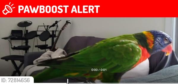 Lost Male Bird last seen Lewis st, Brotherton st, Bartlett st and Richmond st., South Wentworthville, NSW 2145