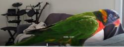 Lost Male Bird last seen Lewis st, Brotherton st, Bartlett st and Richmond st., South Wentworthville, NSW 2145