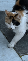 Found/Stray Unknown Cat last seen 9th and 9th , Salt Lake City, UT 84105