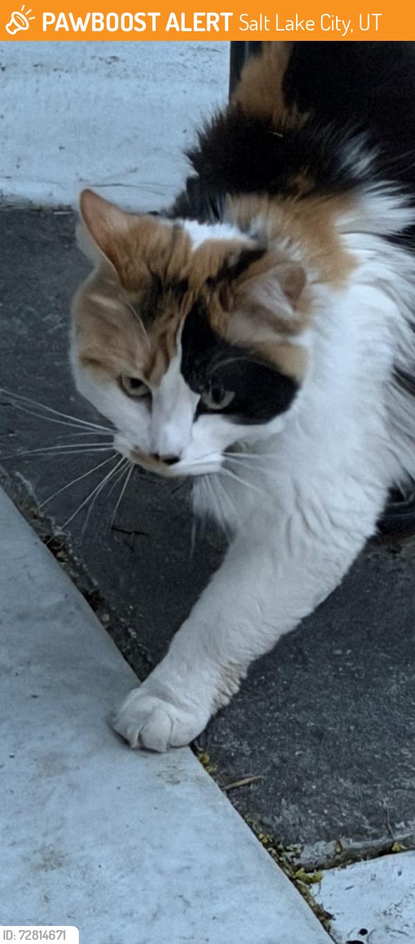 Found/Stray Unknown Cat last seen 9th and 9th , Salt Lake City, UT 84105