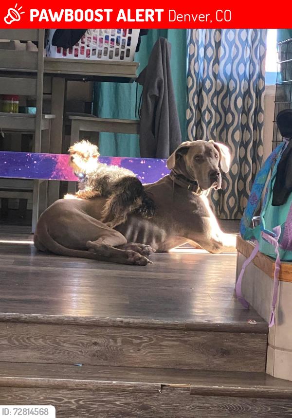 Lost Female Dog last seen Orleans ct and 40th pl, Denver, CO 80249