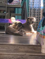 Lost Female Dog last seen Orleans ct and 40th pl, Denver, CO 80249