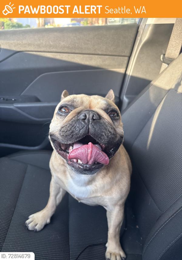 Found/Stray Female Dog last seen Beacon Hill , Seattle, WA 98108