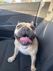 Found/Stray Female Dog last seen Beacon Hill , Seattle, WA 98108