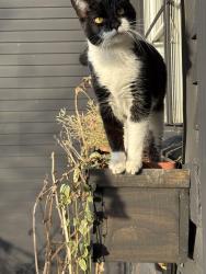 Lost Male Cat last seen N 4th st, between Cooke and Morse, Columbus, OH 43224