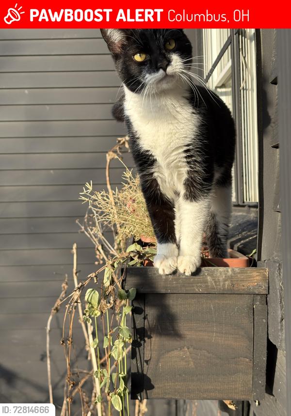 Lost Male Cat last seen N 4th st, between Cooke and Morse, Columbus, OH 43224