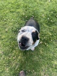 Found/Stray Male Dog last seen City terrace drive, Los Angeles, CA 90063