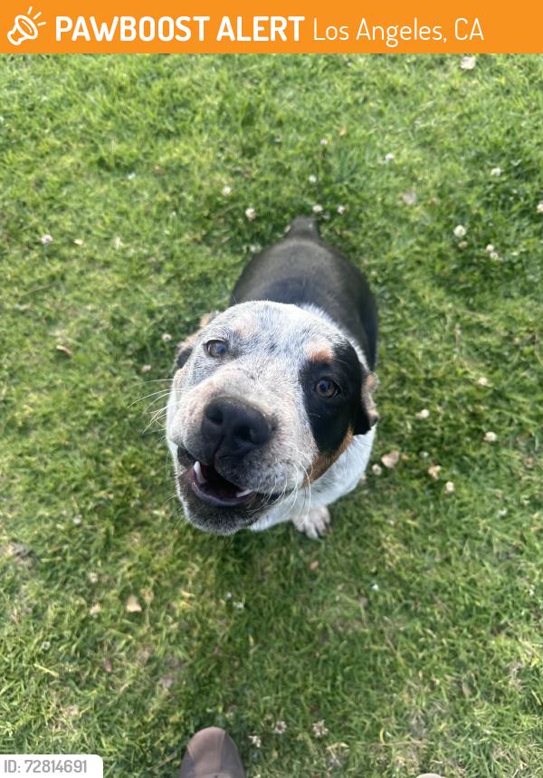 Found/Stray Male Dog last seen City terrace drive, Los Angeles, CA 90063