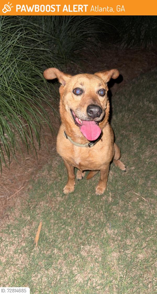 Found/Stray Female Dog last seen South Cobb and Church Street, Atlanta, GA 30339