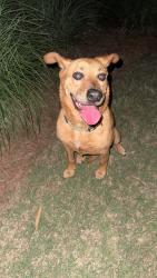 Found/Stray Female Dog last seen South Cobb and Church Street, Atlanta, GA 30339