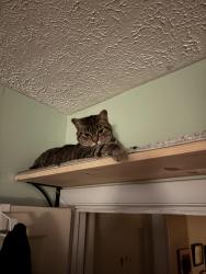 Lost Female Cat last seen 3rd Ave N Dollar General , Myrtle Beach, SC 29577