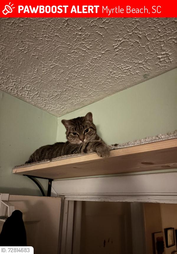 Lost Female Cat last seen 3rd Ave N Dollar General , Myrtle Beach, SC 29577