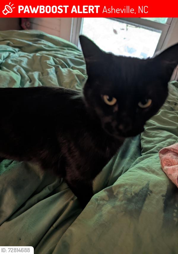 Lost Female Cat last seen Raleigh St, Asheville, NC 28803