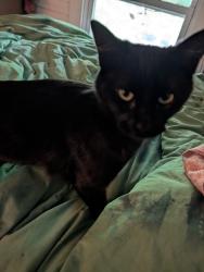 Lost Female Cat last seen Raleigh St, Asheville, NC 28803