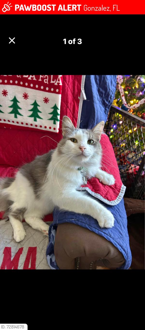 Lost Male Cat last seen La Lar ln , Gonzalez, FL 32534