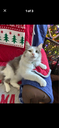 Lost Male Cat last seen La Lar ln , Gonzalez, FL 32534