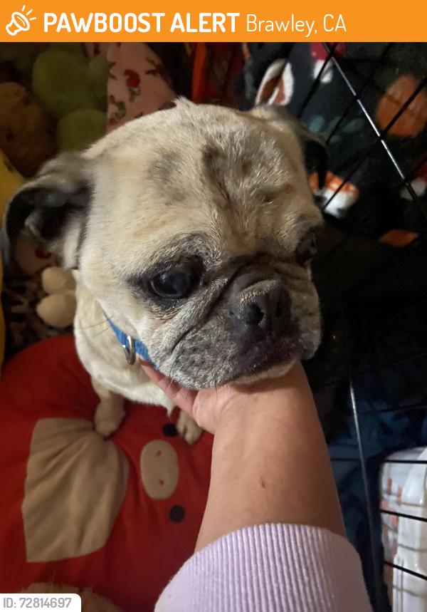 Found/Stray Male Dog last seen Ash Street, Flammang Ave, Birch Street, Brawley, CA 92227