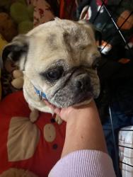 Found/Stray Male Dog last seen Ash Street, Flammang Ave, Birch Street, Brawley, CA 92227