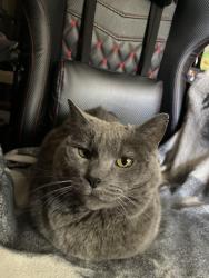 Lost Female Cat last seen Southeast Park, Canyon, TX 79015
