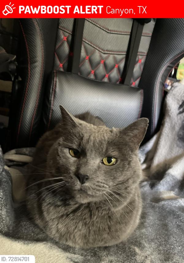 Lost Female Cat last seen Southeast Park, Canyon, TX 79015