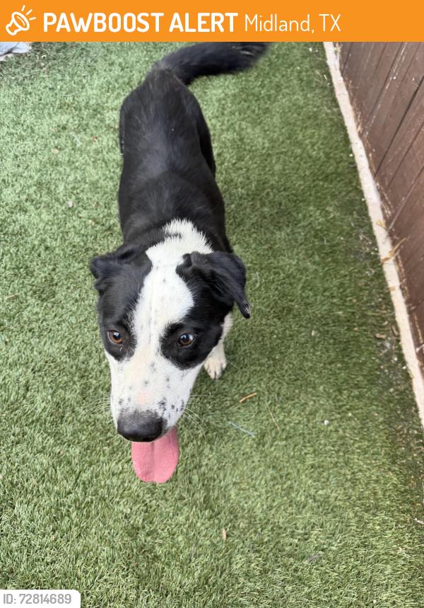 Found/Stray Female Dog last seen Radcliff Ct , Midland, TX 79707