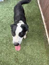 Found/Stray Female Dog last seen Radcliff Ct , Midland, TX 79707