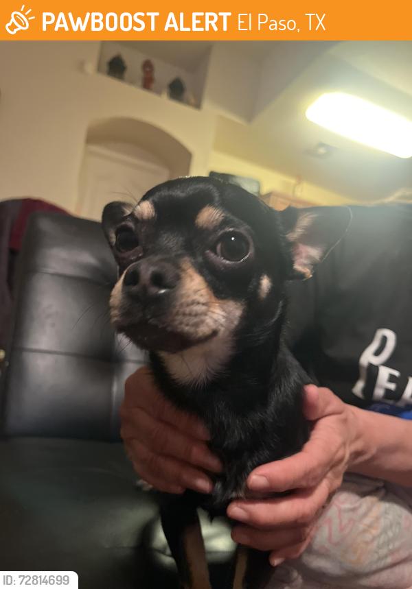 Found/Stray Male Dog last seen 1463d Escalera Dr Horizon City Tx, El Paso, TX 79928