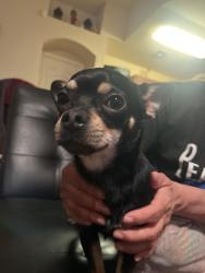 Found/Stray Male Dog last seen 1463d Escalera Dr Horizon City Tx, El Paso, TX 79928