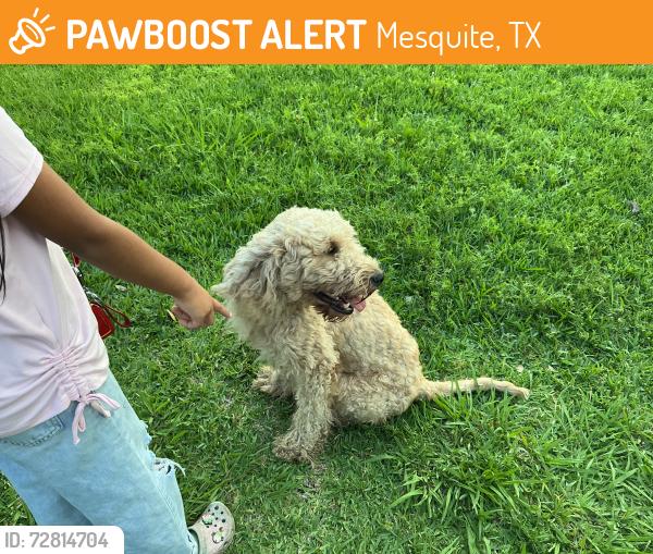 Found/Stray Male Dog last seen Motley dr / cumberland dr , Mesquite, TX 75150
