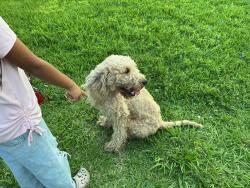 Found/Stray Male Dog last seen Motley dr / cumberland dr , Mesquite, TX 75150