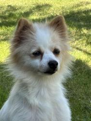 Found/Stray Female Dog last seen Weymouth , Los Angeles, CA 90731