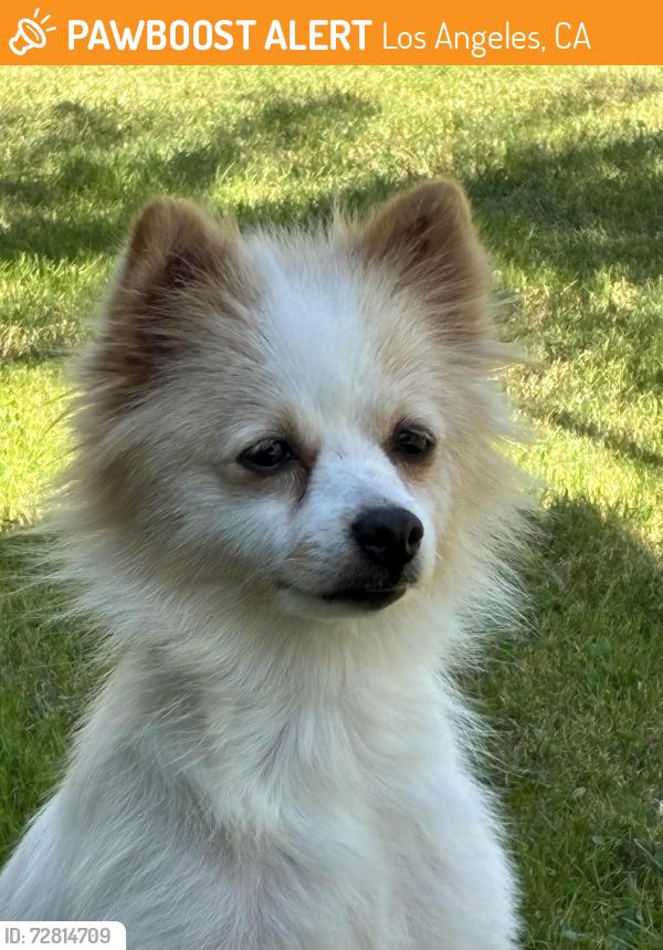Found/Stray Female Dog last seen Weymouth , Los Angeles, CA 90731