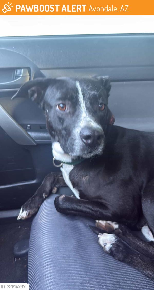 Found/Stray Male Dog last seen 107th & lower buckeye, Avondale, AZ 85323
