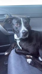Found/Stray Male Dog last seen 107th & lower buckeye, Avondale, AZ 85323