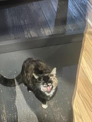 Found/Stray Unknown Cat last seen Crippen hse , Chicago, IL 60631