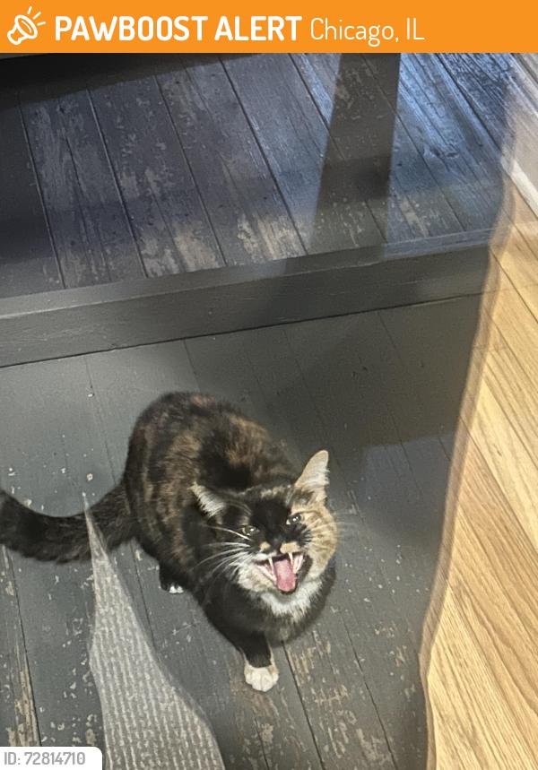 Found/Stray Unknown Cat last seen Crippen hse , Chicago, IL 60631